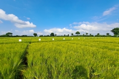 Acker-mit-Gerstensorten_web